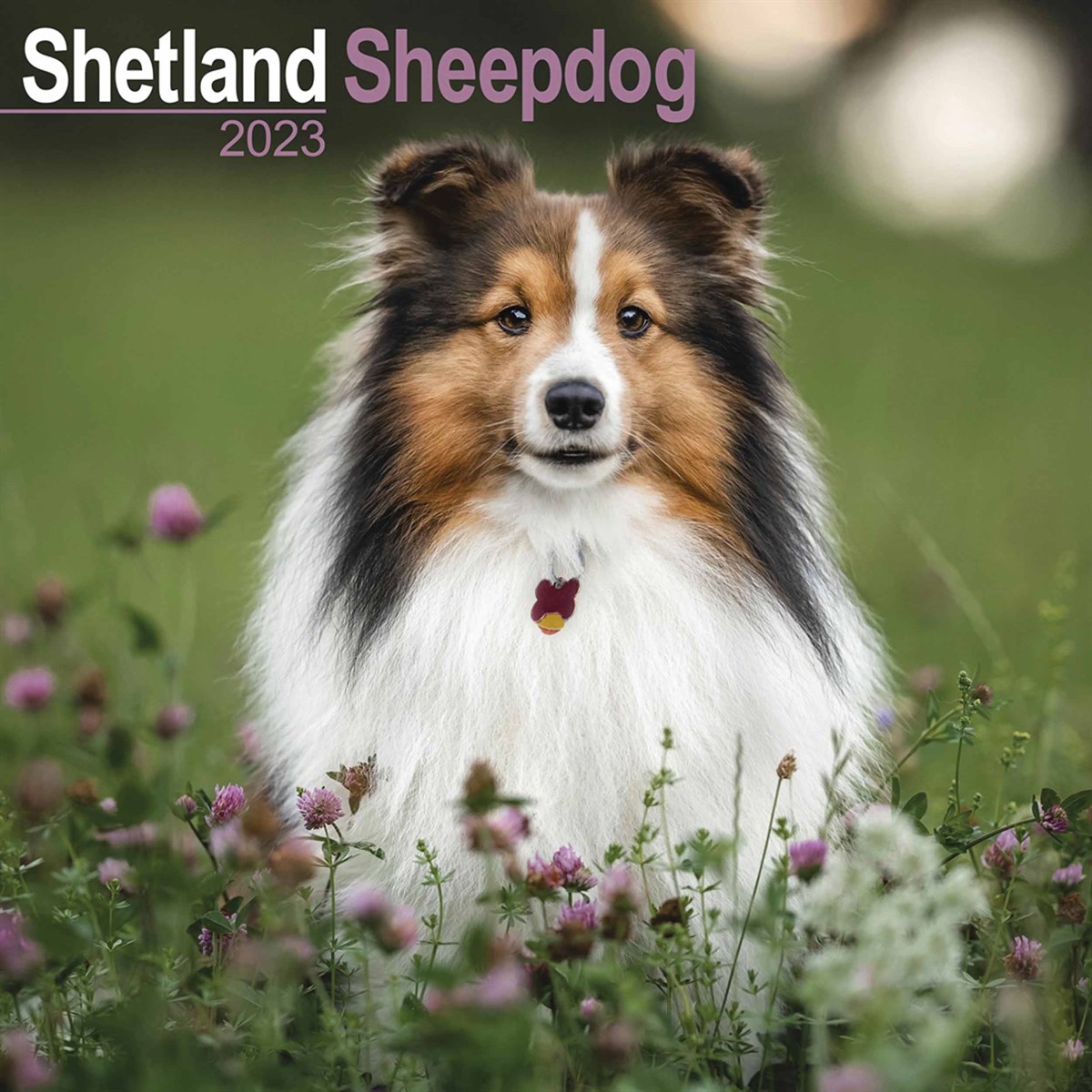 Shetland Sheepdog 2023 Calendars