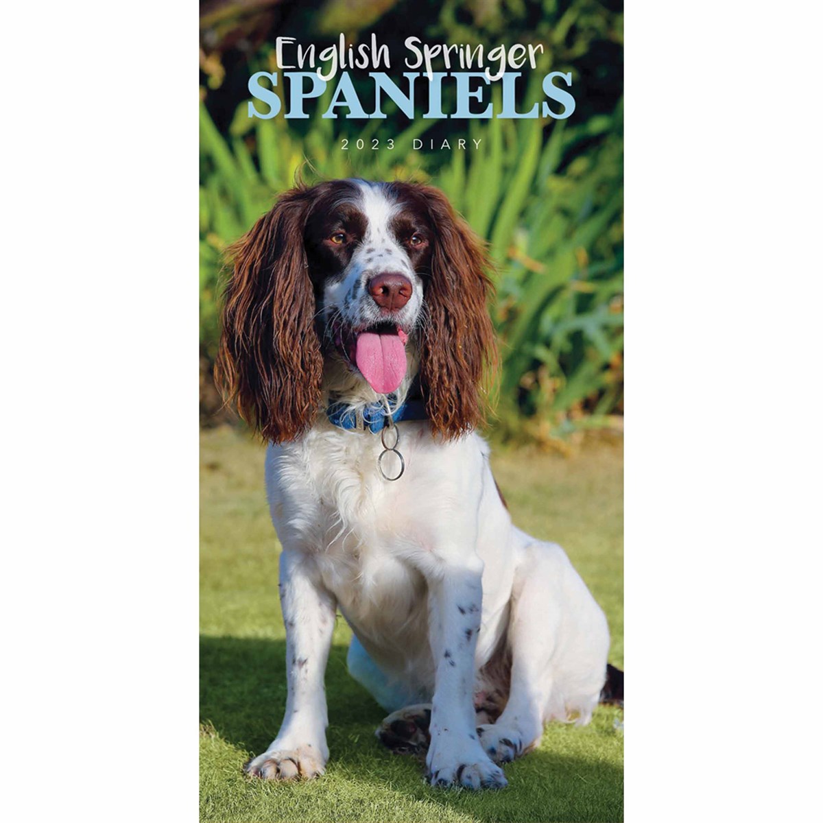 are springer spaniels affectionate