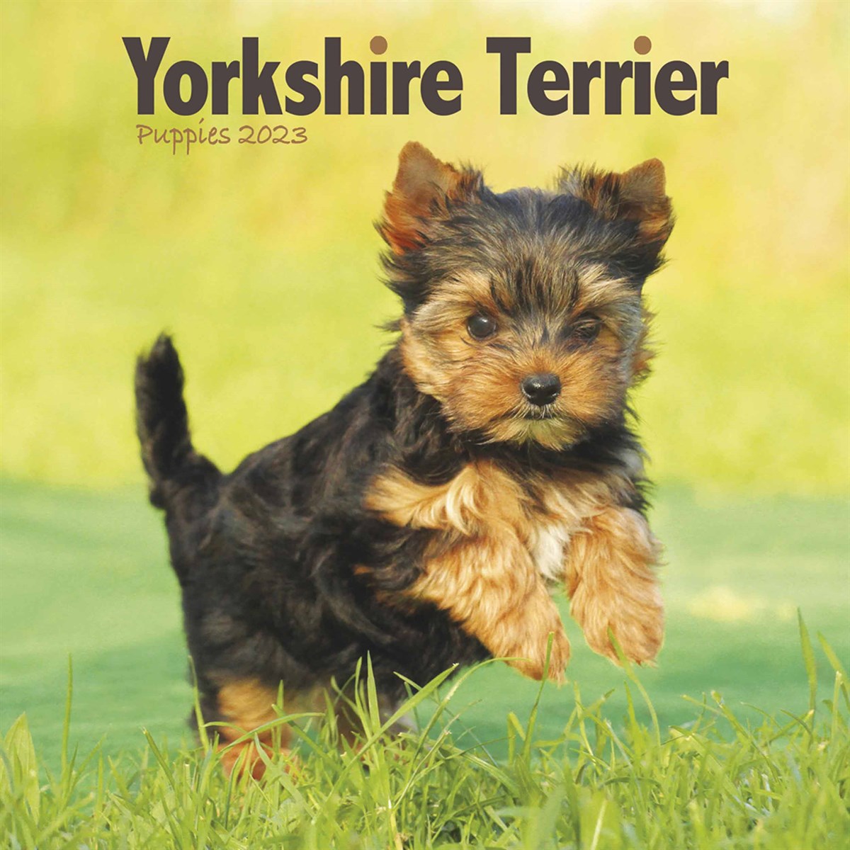 Yorkshire Terriers Puppies Mini 2023 Calendars