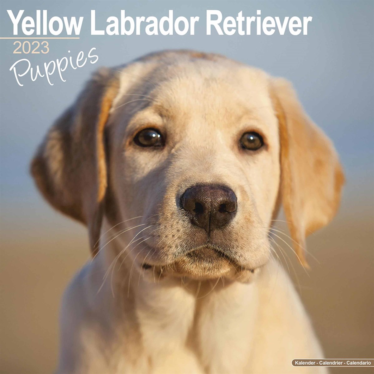 Yellow Labrador Retriever Puppies 2023 Calendars