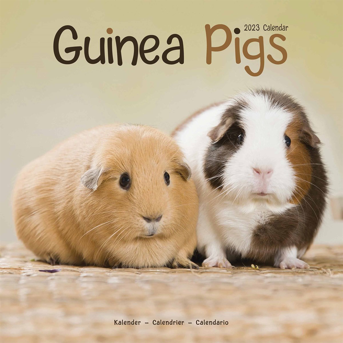 Guinea Pigs 2023 Calendars