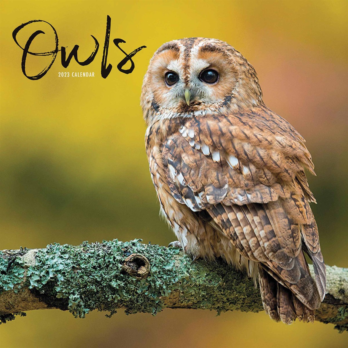 Owls Mini 2023 Calendars