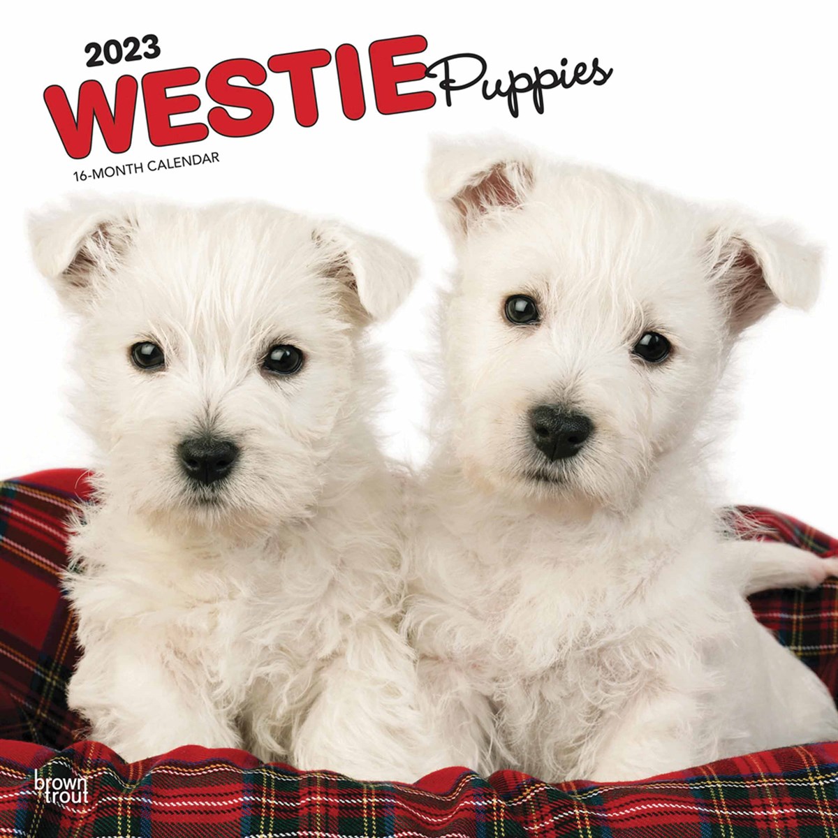 Westie Puppies 2023 Calendars
