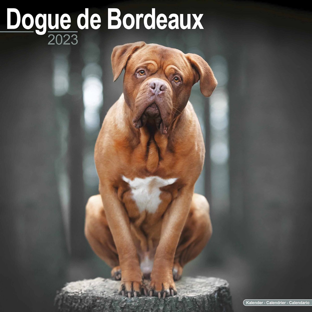 Dogue De Bordeaux 2023 Calendars