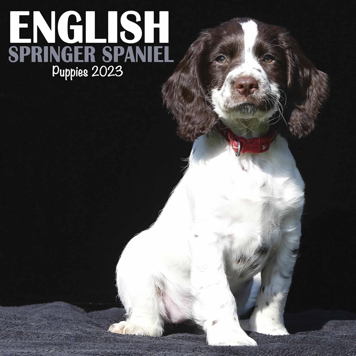 English Springer Spaniel Puppies Mini 2023 Calendars