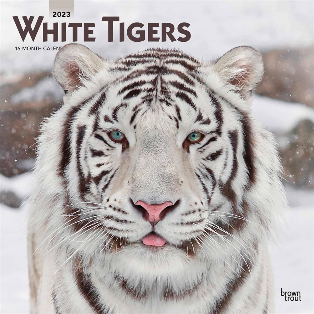 White Tigers 2023 Calendars