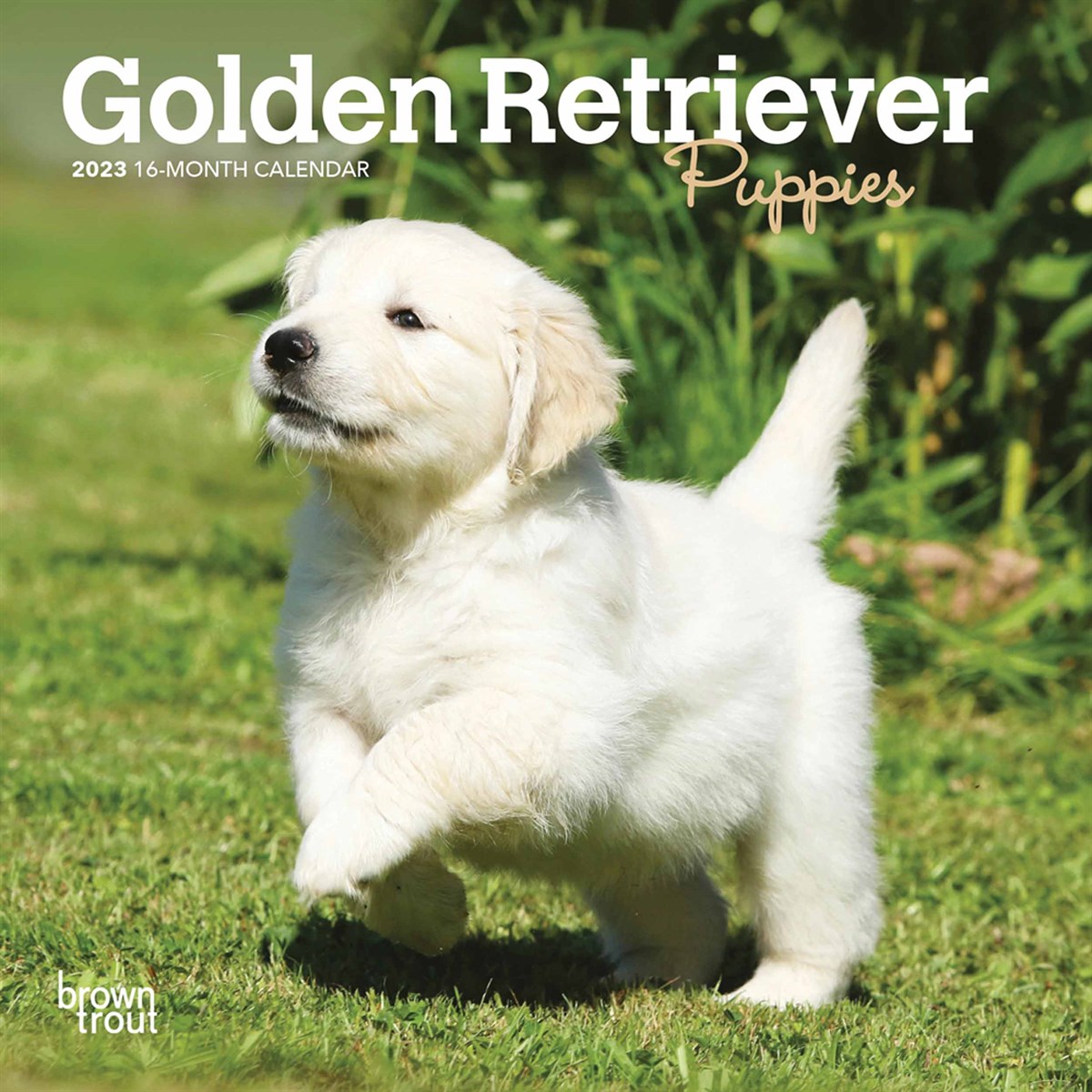 Golden Retriever Puppies Mini 2023 Calendars