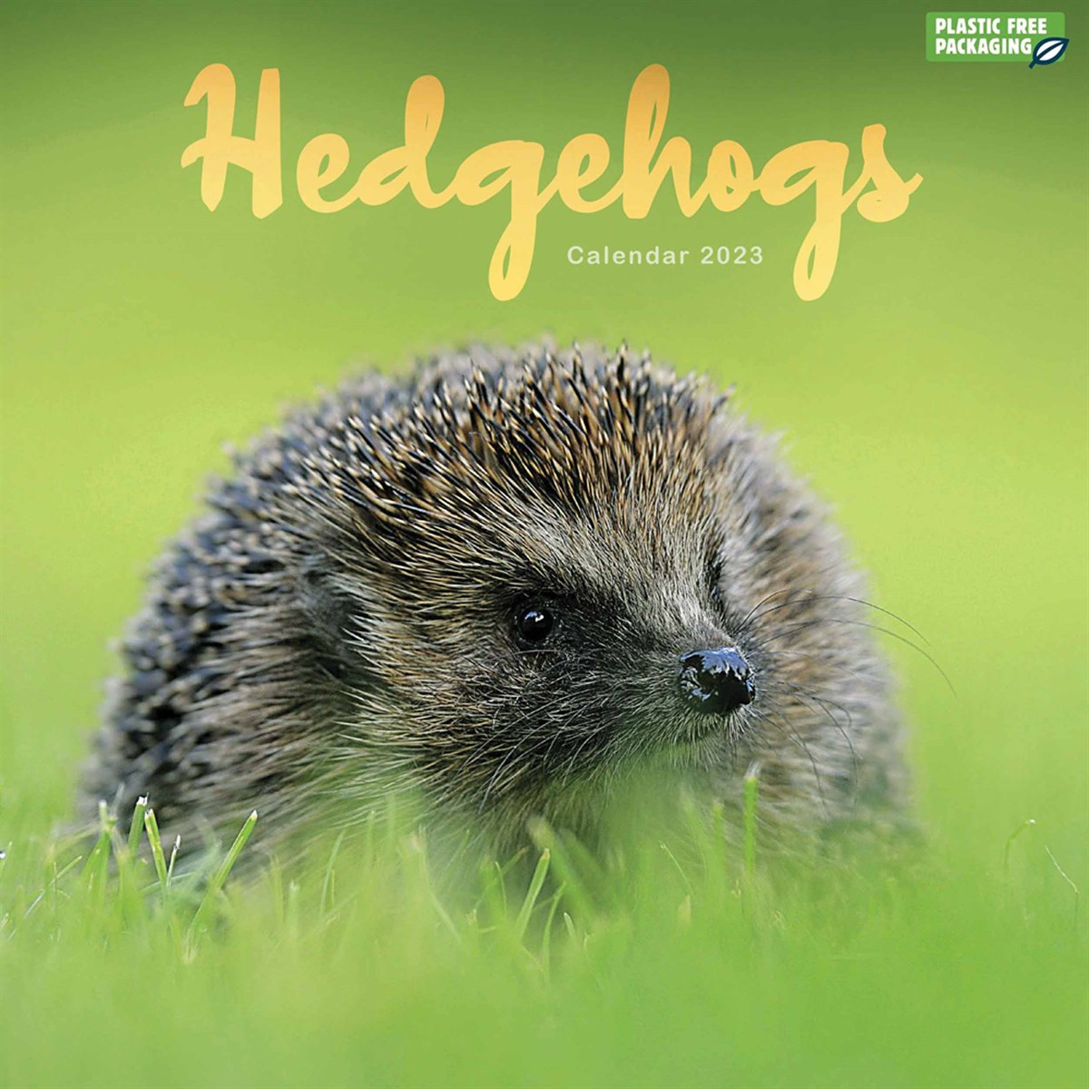 Hedgehogs 2023 Calendars
