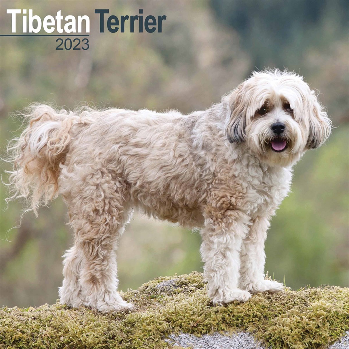 Tibetan Terrier 2023 Calendars