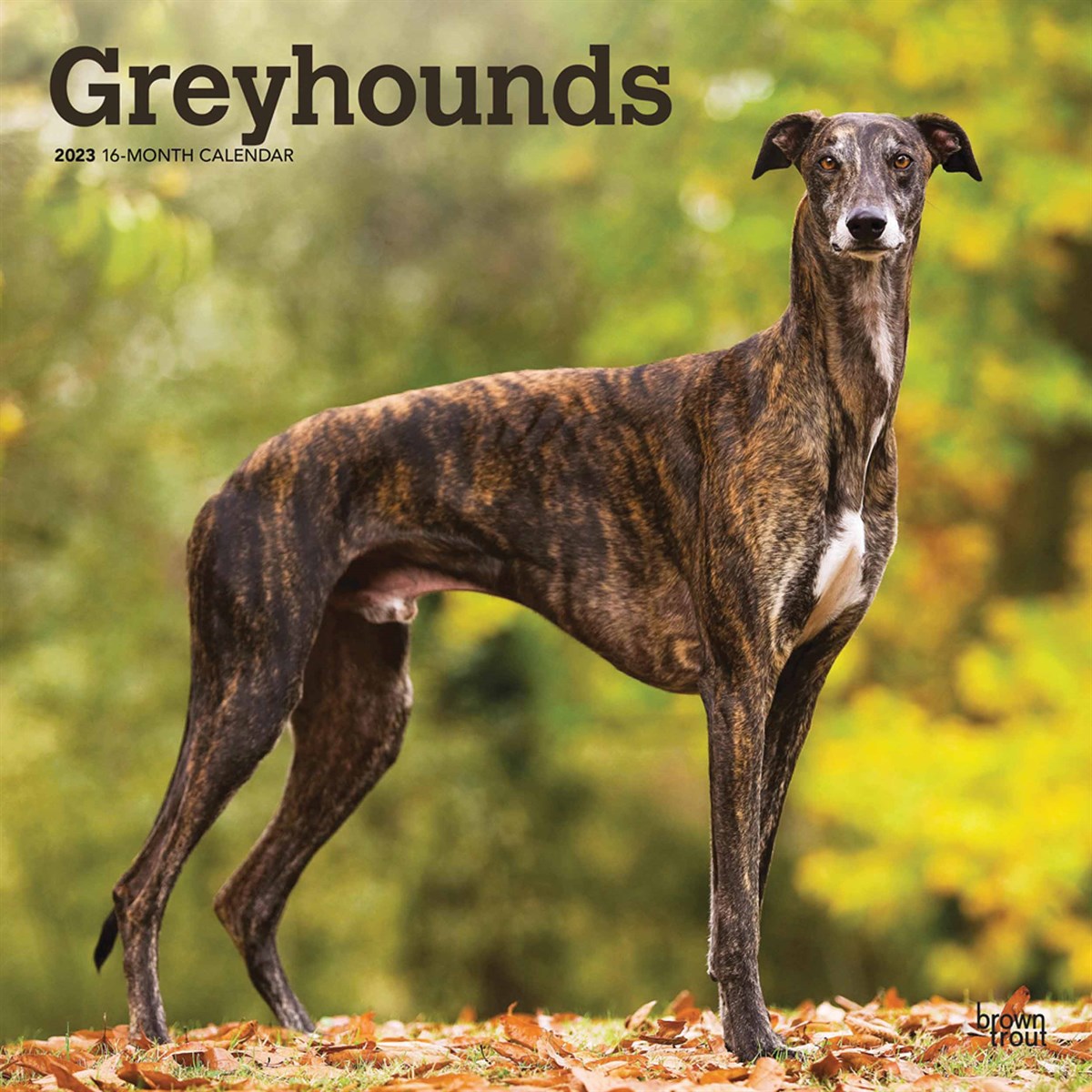 Greyhounds 2023 Calendars