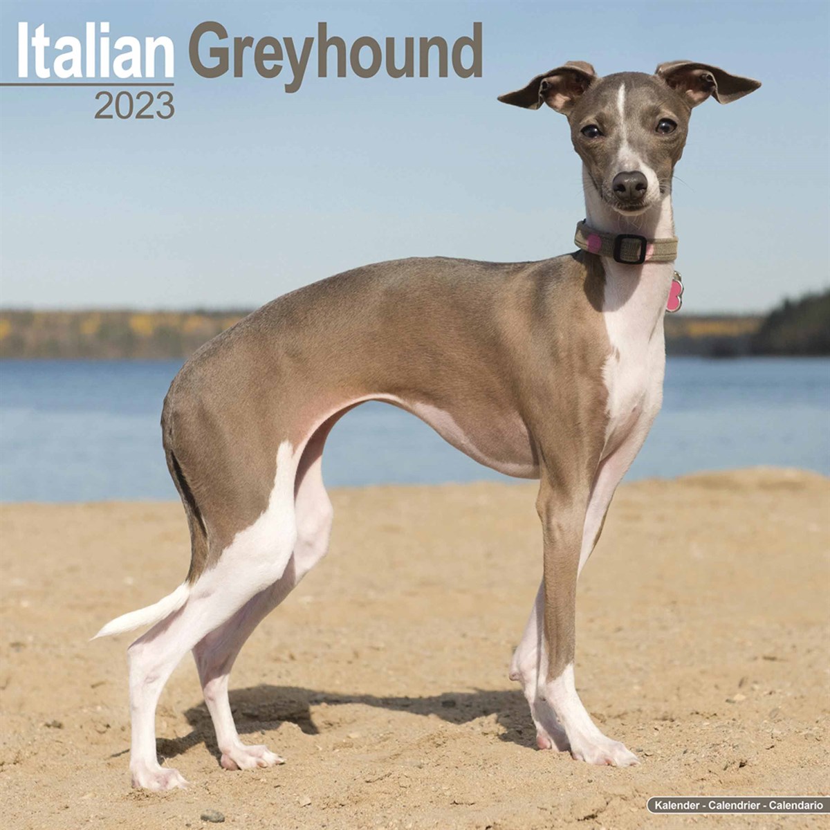 Italian Greyhound 2023 Calendars
