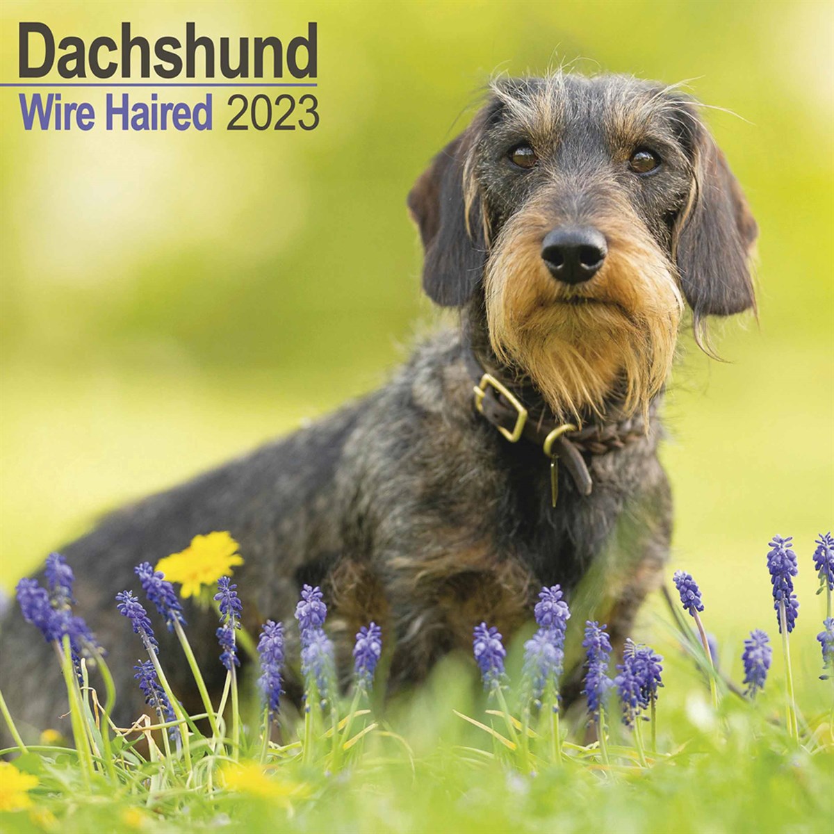 Wire Haired Dachshund 2023 Calendars