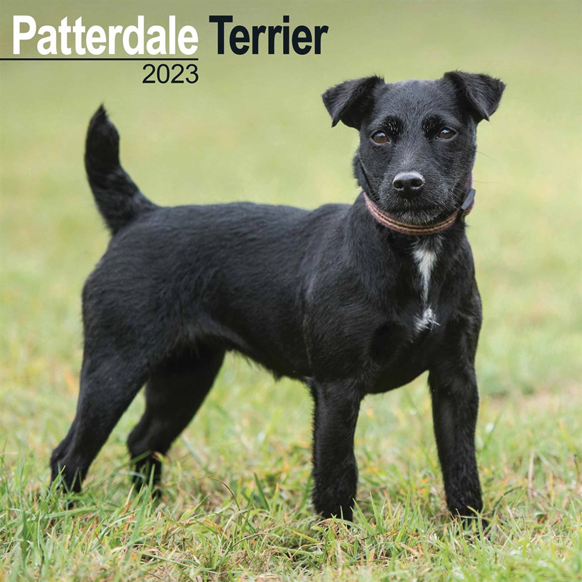 Patterdale Terriers 2023 Calendars