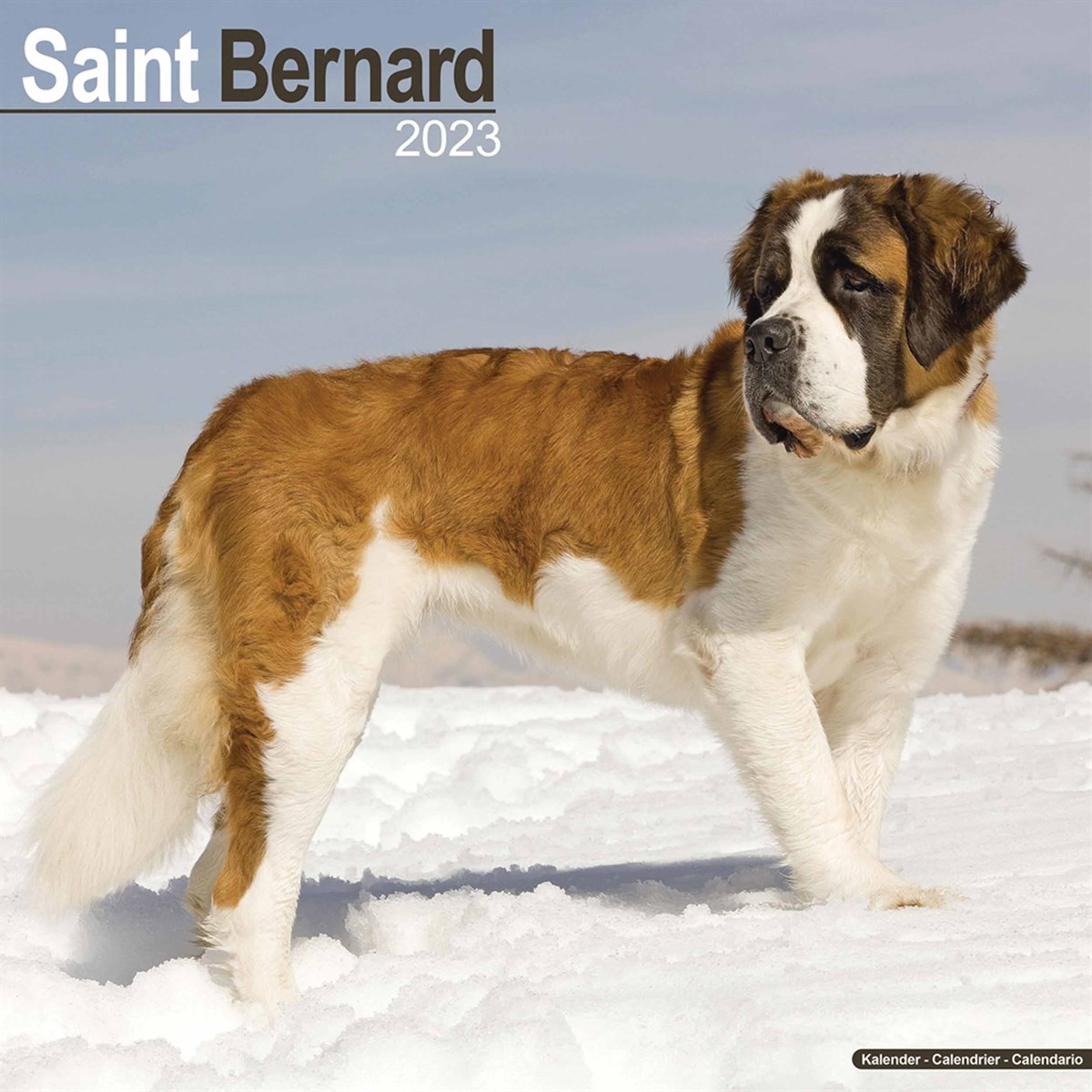 Saint Bernard 2023 Calendars