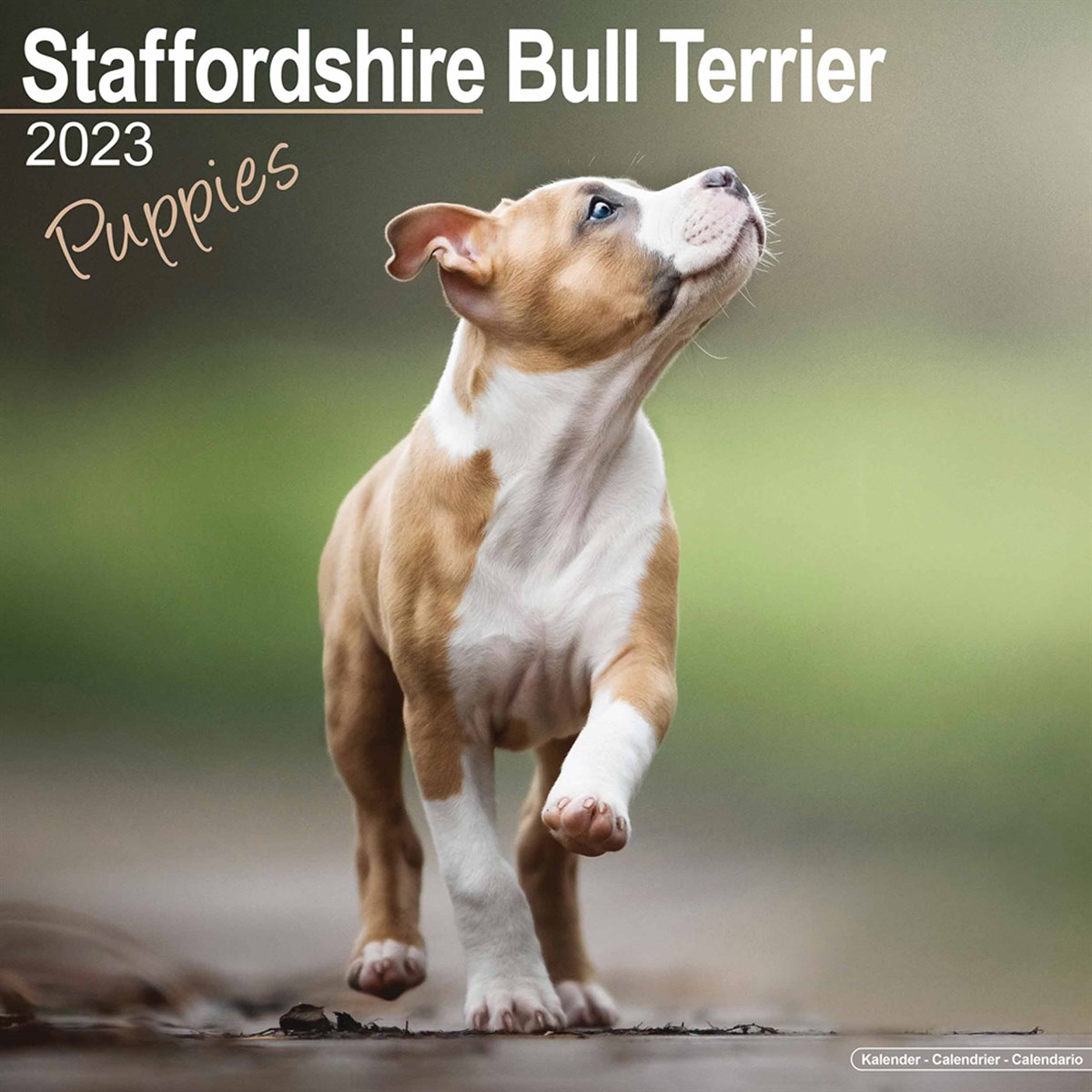 Staffordshire Bull Terrier Puppies 2023 Calendars
