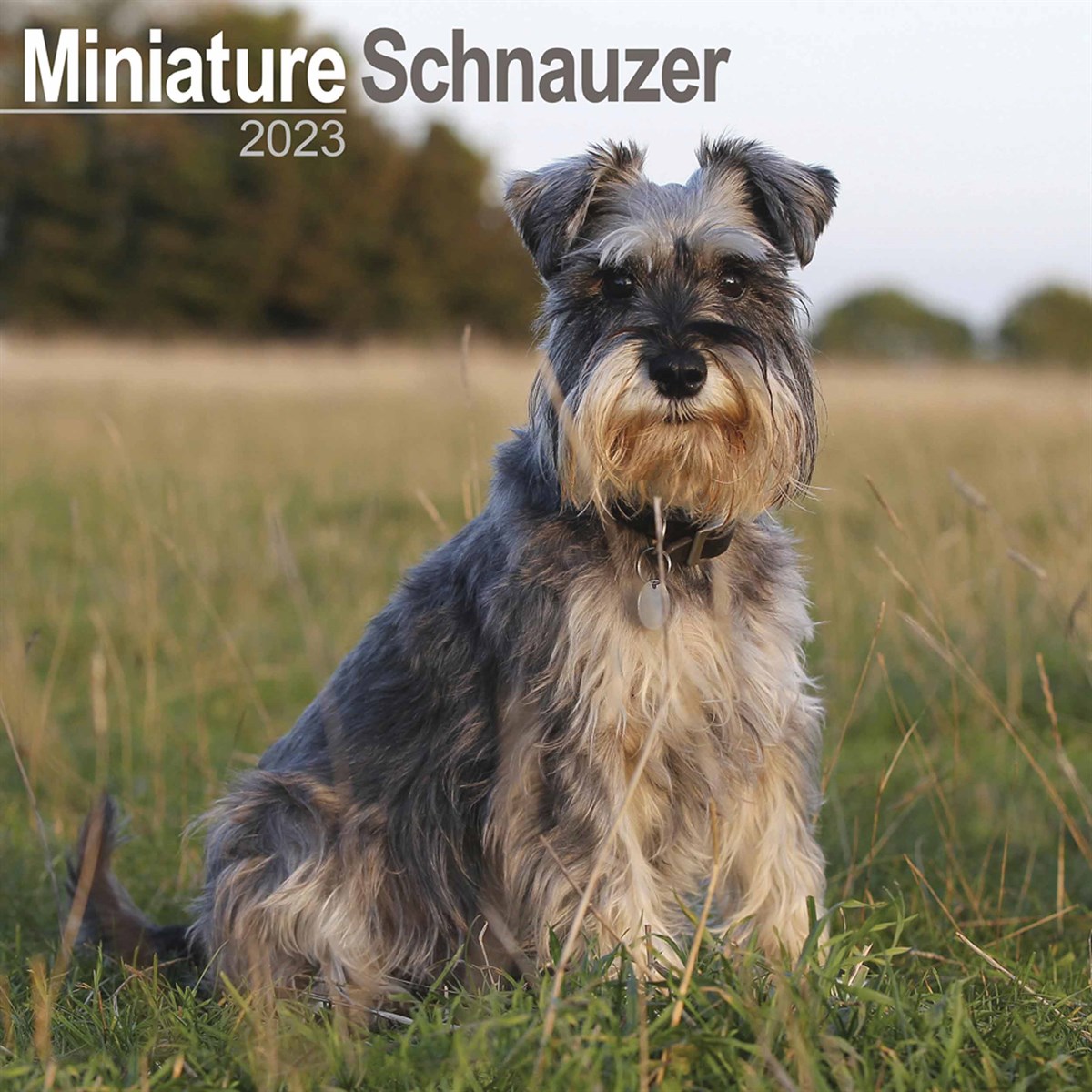 Miniature Schnauzer 2023 Calendars