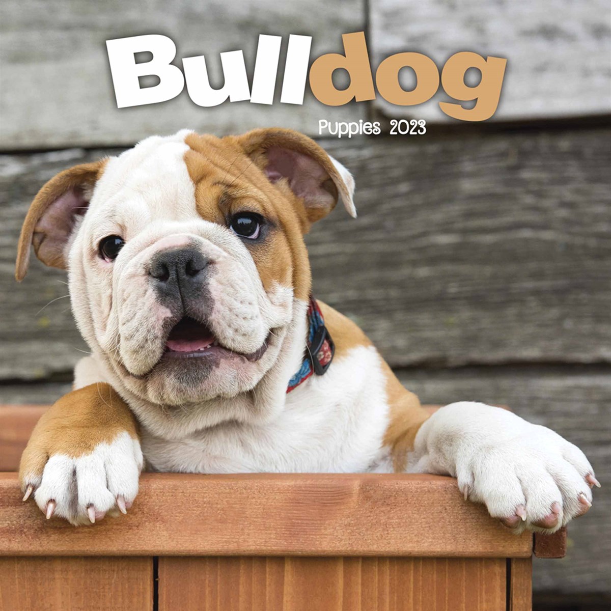 Bulldog Puppies Mini 2023 Calendars