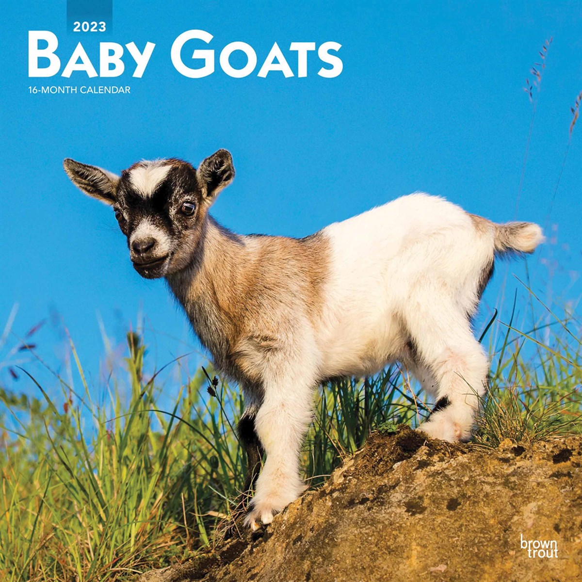 Baby Goats 2023 Calendars