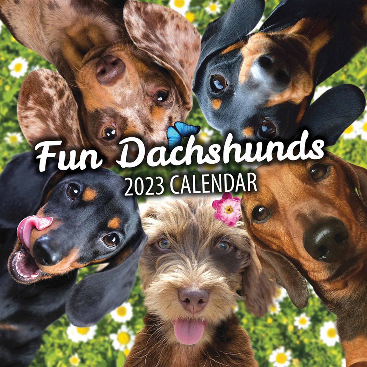 Fun Dachshunds 2023 Calendars