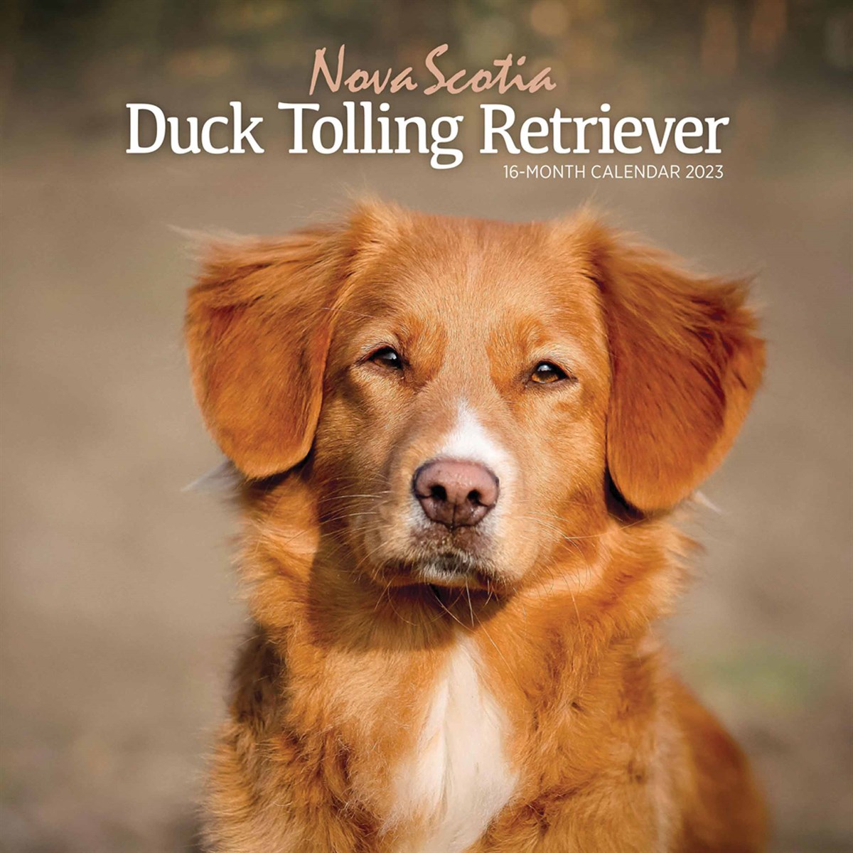 Nova Scotia Duck Tolling Retriever 2023 Calendars
