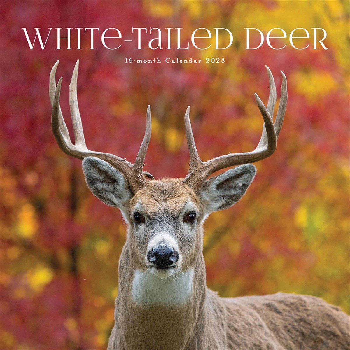 White-Tailed Deer 2023 Calendars
