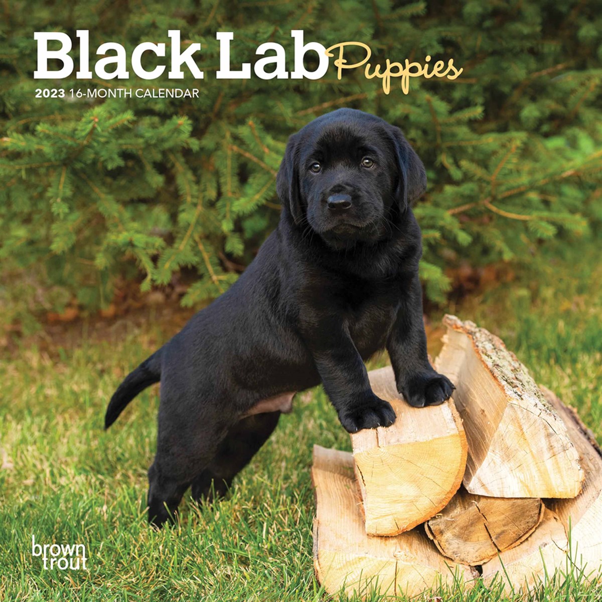 Black Lab Puppies Mini 2023 Calendars