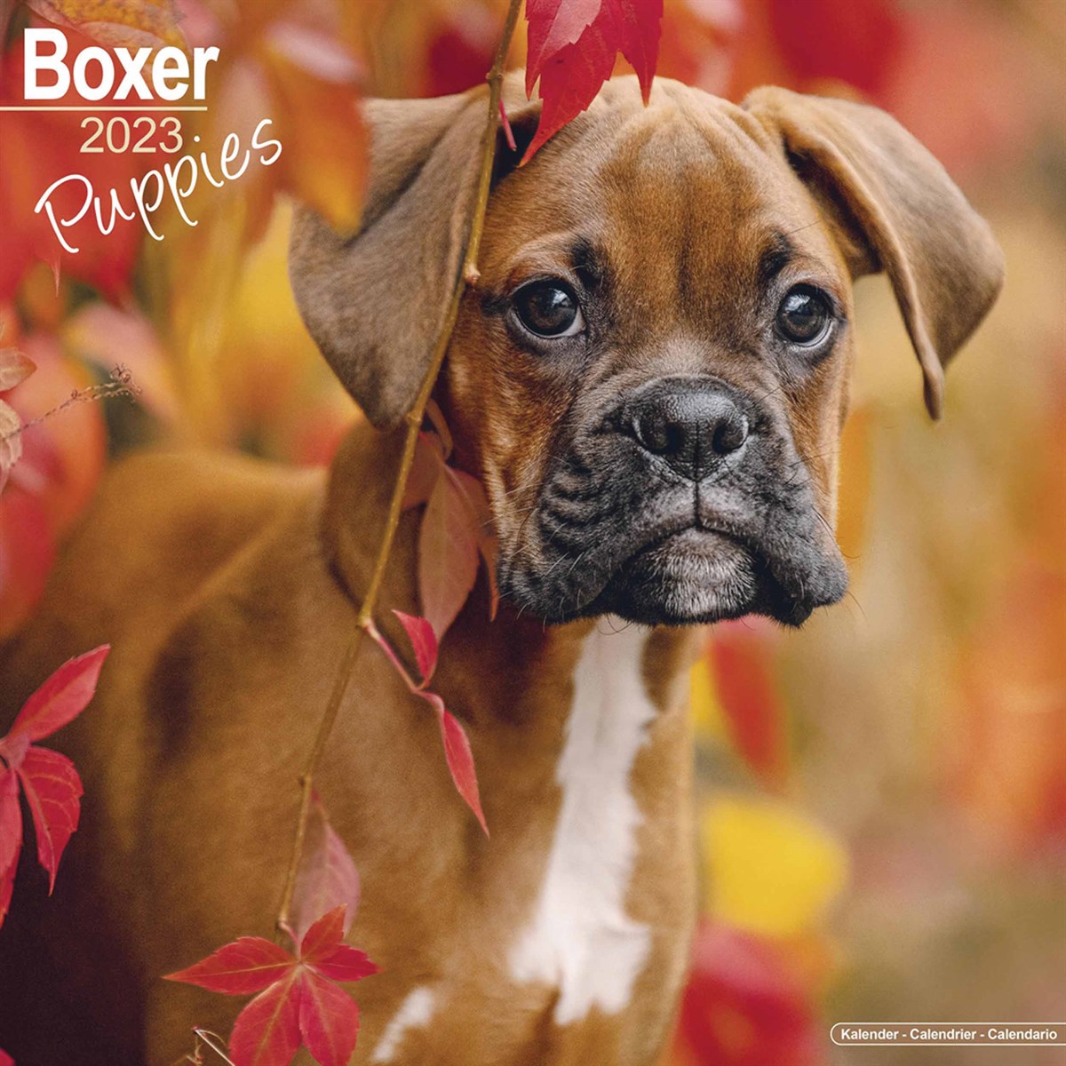 Boxer Puppies 2023 Calendars