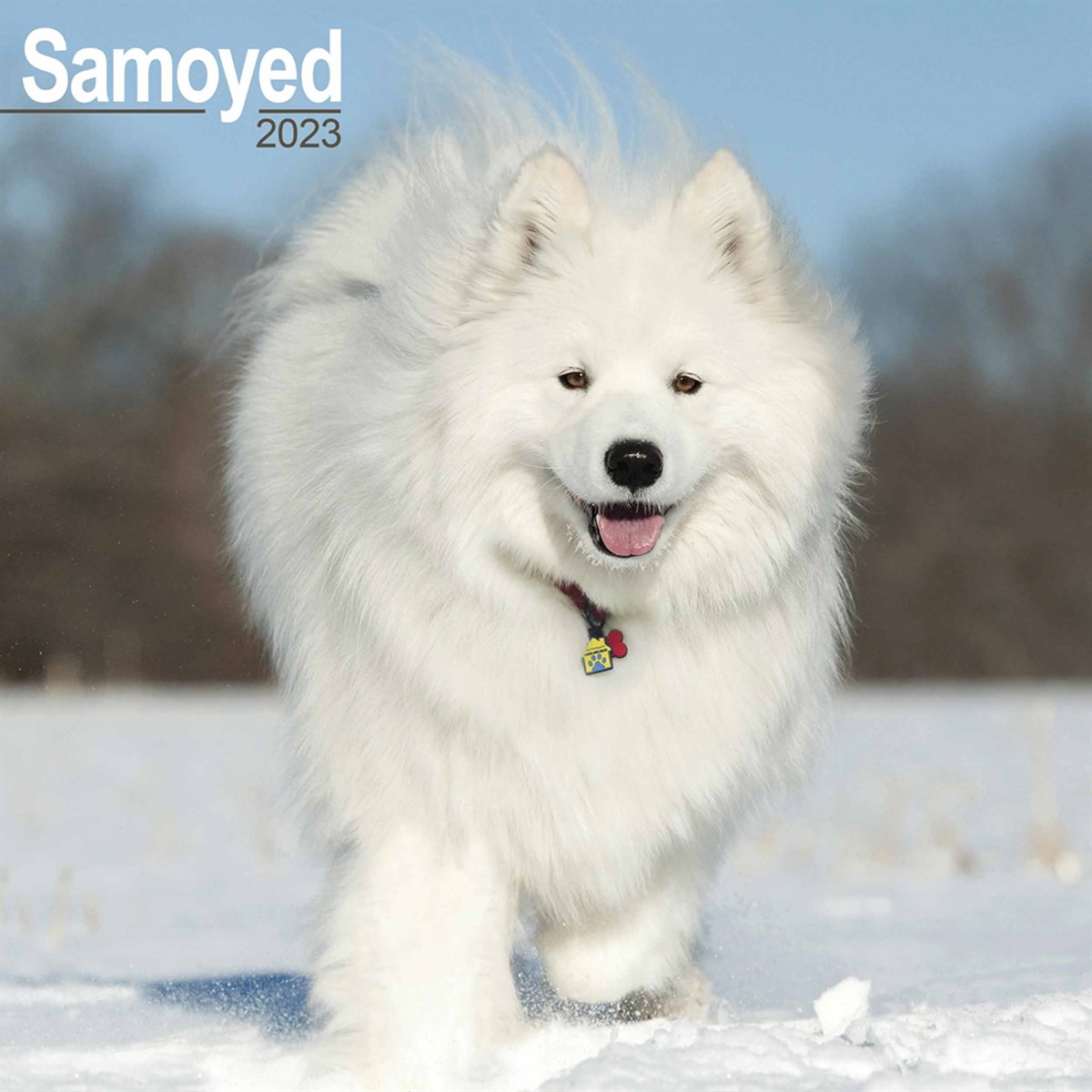 Samoyed 2023 Calendars