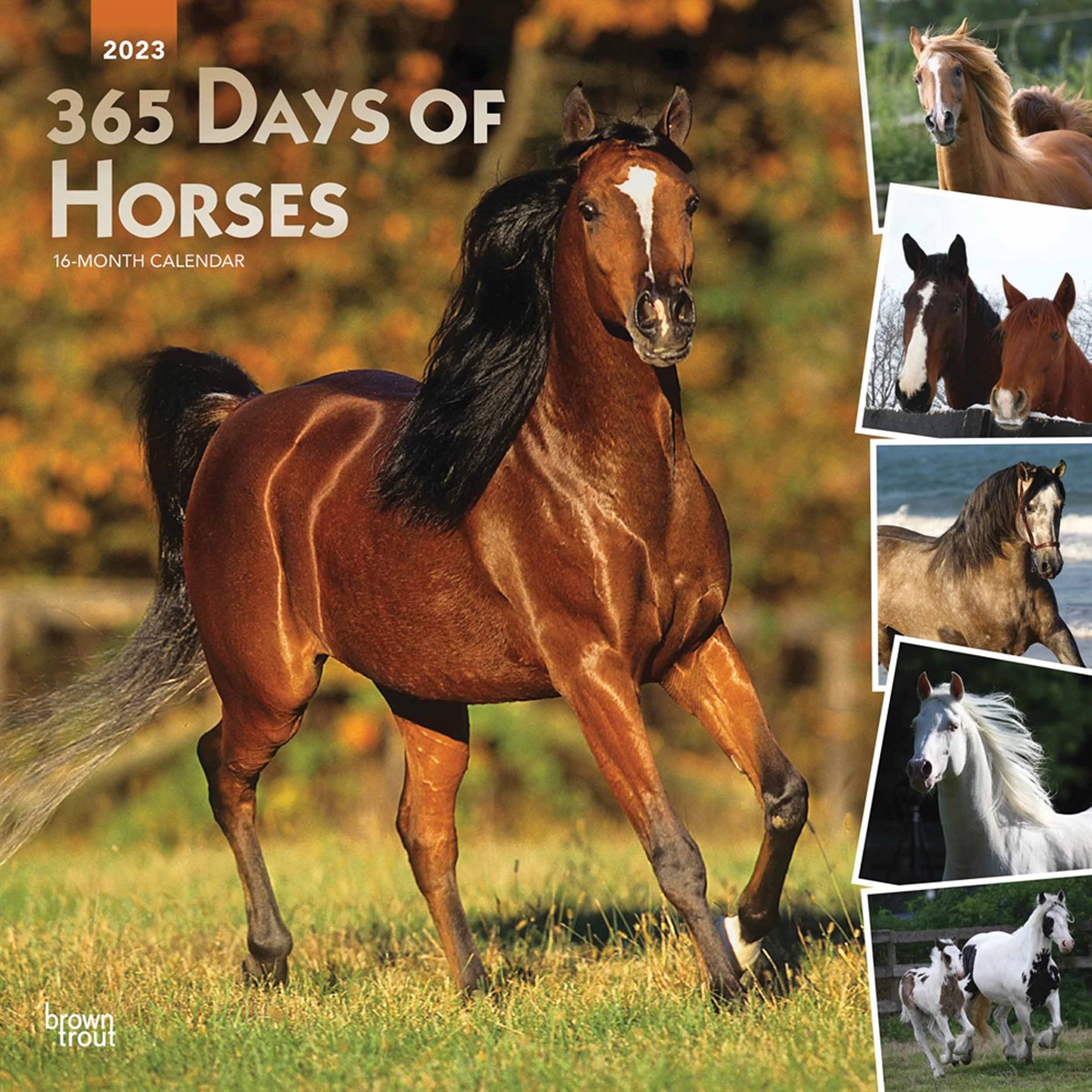 365 Days Of Horses 2023 Calendars