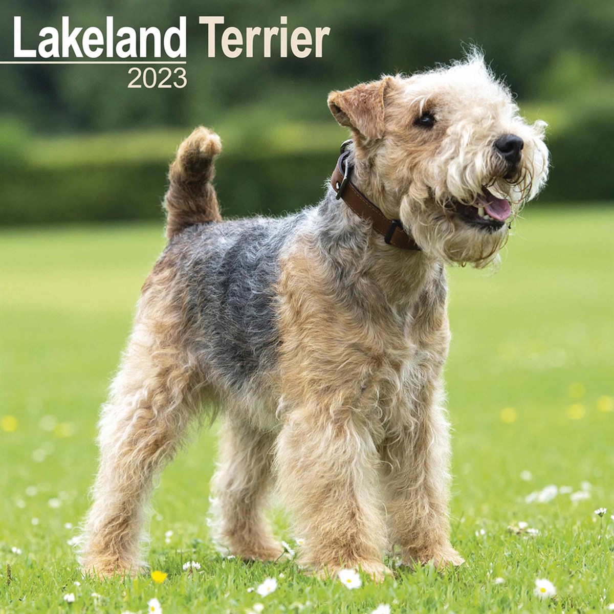 Lakeland Terrier 2023 Calendars