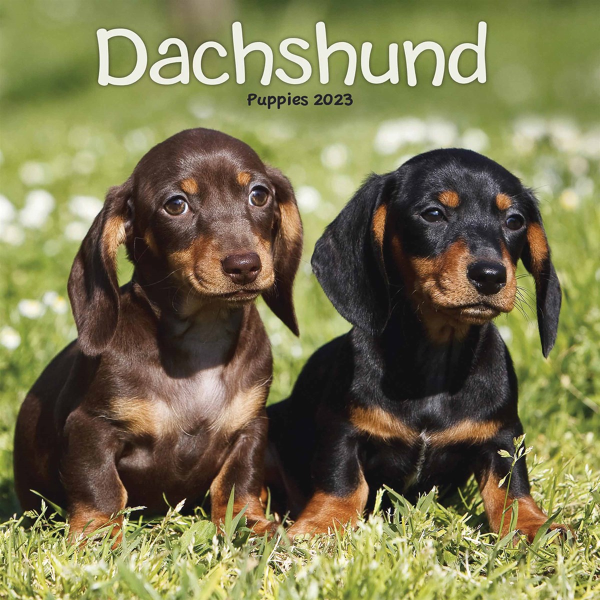 Dashshund Puppies Mini 2023 Calendars