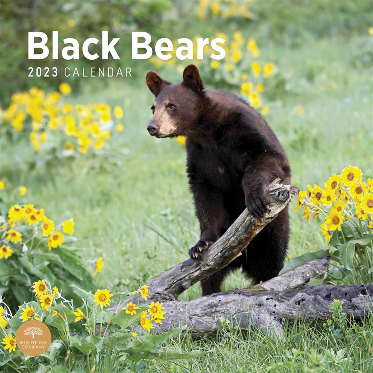 Black Bears 2023 Calendars