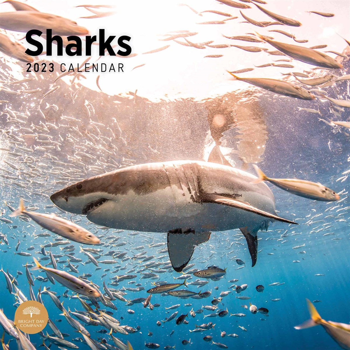 Sharks 2023 Calendars